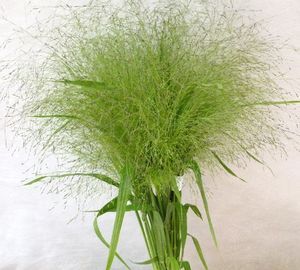 FEUIL. PANICUM PRODUCTION BIO